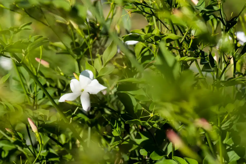 jasmin