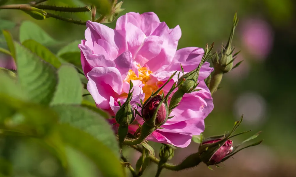 roses
