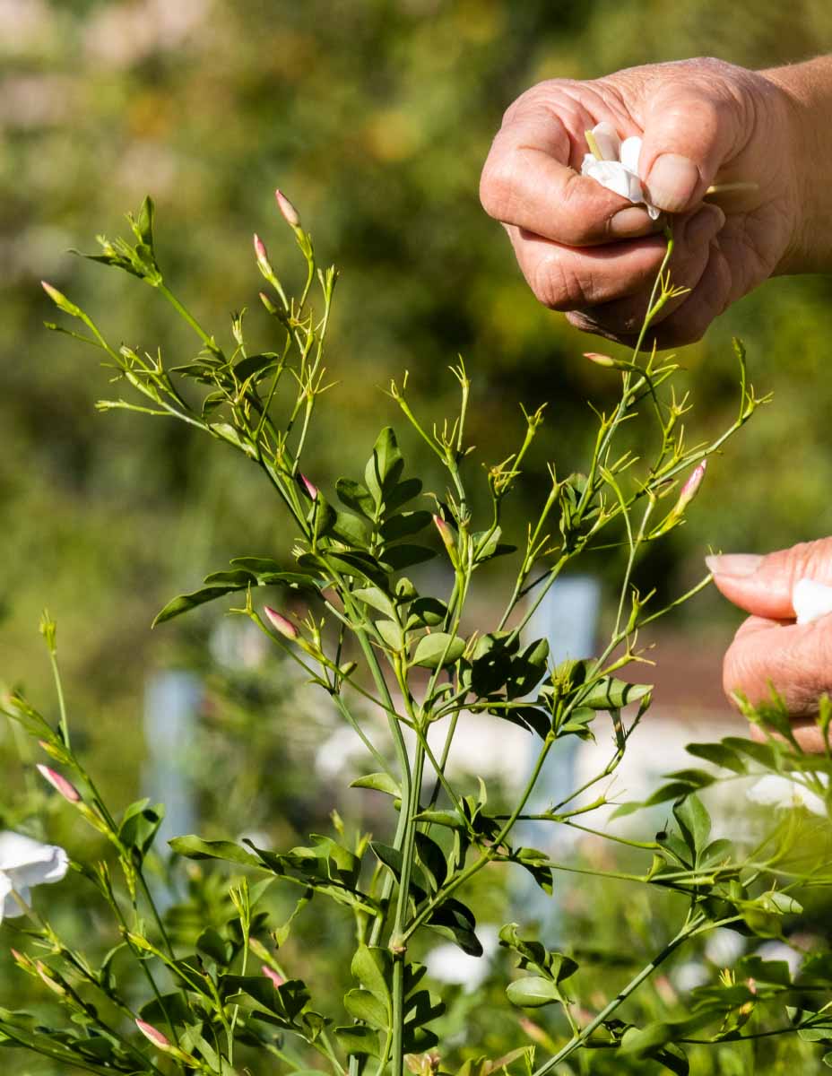 fleur de jasmin