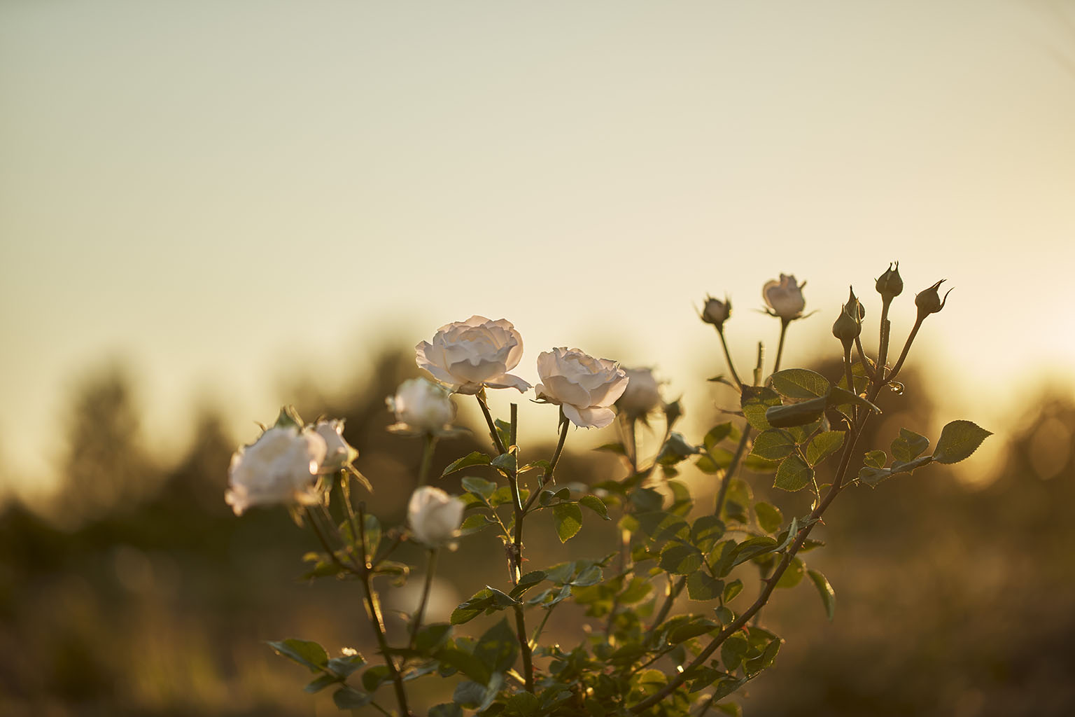 pétales de rose